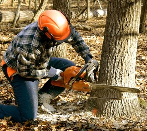 Tree Removal in Oxford, KS